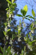 Load image into Gallery viewer, Three branches of osoberry, or Indian plum (Oemleria cerasiformis), laden with sweet white flowers in April. Another stunning Pacific Northwest native shrub available at Sparrowhawk Native Plants Nursery in Portland, Oregon
