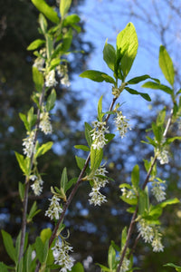 Three branches of osoberry, or Indian plum (Oemleria cerasiformis), laden with sweet white flowers in April. Another stunning Pacific Northwest native shrub available at Sparrowhawk Native Plants Nursery in Portland, Oregon