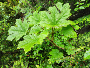 A spiny, spring branch of devil's club (Oplopanax horridus). One of 150+ species of Pacific Northwest native plants available at Sparrowhawk Native Plants, Native Plant Nursery in Portland, Oregon.