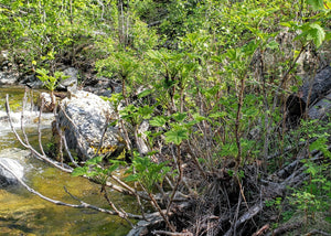 A small stand of devil's club (Oplopanax horridus) in its natural habitat. One of 150+ species of Pacific Northwest native plants available at Sparrowhawk Native Plants, Native Plant Nursery in Portland, Oregon.