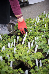 A gloved hand selects from several flats of 4" pots of Oregon oxalis (aka redwood Sorrel, Oxalis oregana). One of 100+ species of Pacific Northwest native plants available at Sparrowhawk Native Plants, Native Plant Nursery in Portland, Oregon.