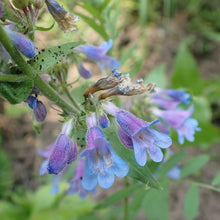 Load image into Gallery viewer, Close up of the blue-purple tubular-shaped flowers of broad-leaved penstemon (Penstemon ovatus). One of approximately 200 species of Pacific Northwest native plants available at Sparrowhawk Native Plants in Portland, Oregon