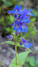 Load image into Gallery viewer, Close up of the blue-purple tubular-shaped flowers of broad-leaved penstemon (Penstemon ovatus). One of approximately 200 species of Pacific Northwest native plants available at Sparrowhawk Native Plants in Portland, Oregon