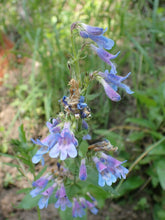 Load image into Gallery viewer, Close up of the blue-purple tubular-shaped flowers of broad-leaved penstemon (Penstemon ovatus). One of approximately 200 species of Pacific Northwest native plants available at Sparrowhawk Native Plants in Portland, Oregon