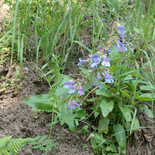 Load image into Gallery viewer, Growth habitat of broad-leaved penstemon (Penstemon ovatus) in bloom. One of approximately 200 species of Pacific Northwest native plants available at Sparrowhawk Native Plants in Portland, Oregon