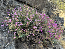 Load image into Gallery viewer, Two mature Richardson&#39;s penstemon growing wild on a rocky slope (Penstemon richardsonii). One of approximately 200 species of Pacific Northwest native plants available at Sparrowhawk Native Plants, Native Plant Nursery in Portland, Oregon.