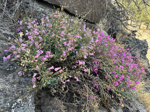 Two mature Richardson's penstemon growing wild on a rocky slope (Penstemon richardsonii). One of approximately 200 species of Pacific Northwest native plants available at Sparrowhawk Native Plants, Native Plant Nursery in Portland, Oregon.