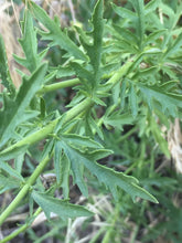 Load image into Gallery viewer, Close-up of the toothed leaves of Richardson&#39;s penstemon growing wild on a rocky slope (Penstemon richardsonii). One of approximately 200 species of Pacific Northwest native plants available at Sparrowhawk Native Plants, Native Plant Nursery in Portland, Oregon.