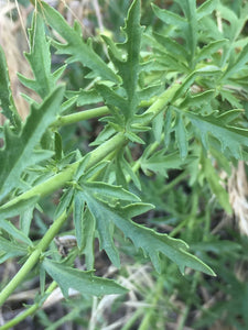 Close-up of the toothed leaves of Richardson's penstemon growing wild on a rocky slope (Penstemon richardsonii). One of approximately 200 species of Pacific Northwest native plants available at Sparrowhawk Native Plants, Native Plant Nursery in Portland, Oregon.