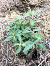 Load image into Gallery viewer, A young Richardson&#39;s penstemon (Penstemon richardsonii) growing in the wild. One of approximately 200 species of Pacific Northwest native plants available at Sparrowhawk Native Plants, Native Plant Nursery in Portland, Oregon.