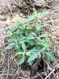 A young Richardson's penstemon (Penstemon richardsonii) growing in the wild. One of approximately 200 species of Pacific Northwest native plants available at Sparrowhawk Native Plants, Native Plant Nursery in Portland, Oregon.