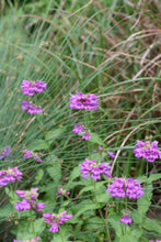 Load image into Gallery viewer, Serrated leaves and showy purple flowers of cascade penstemon (Penstemon serrulatus). One of 100+ species of Pacific Northwest native plants available at Sparrowhawk Native Plants, Native Plant Nursery in Portland, Oregon.