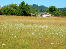 Load image into Gallery viewer, A field full of flowering Oregon yampah, or eppaw, (Perideridia oregana). One of approximately 200 species of Pacific Northwest native plants available at Sparrowhawk Native Plants in Portland, Oregon