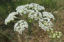 Load image into Gallery viewer, Close up of the umbel of delicate white flowers of Oregon yampah, or eppaw, (Perideridia oregana). One of approximately 200 species of Pacific Northwest native plants available at Sparrowhawk Native Plants in Portland, Oregon