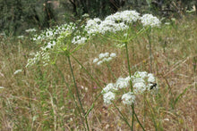 Load image into Gallery viewer, Several white umbels of Oregon yampah, or eppaw, (Perideridia oregana). One of approximately 200 species of Pacific Northwest native plants available at Sparrowhawk Native Plants in Portland, Oregon