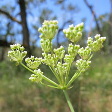 Load image into Gallery viewer, Close up of the underside of the umbel of delicate white flowers of Oregon yampah, or eppaw, (Perideridia oregana). One of approximately 200 species of Pacific Northwest native plants available at Sparrowhawk Native Plants in Portland, Oregon