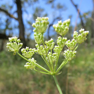 Close up of the underside of the umbel of delicate white flowers of Oregon yampah, or eppaw, (Perideridia oregana). One of approximately 200 species of Pacific Northwest native plants available at Sparrowhawk Native Plants in Portland, Oregon