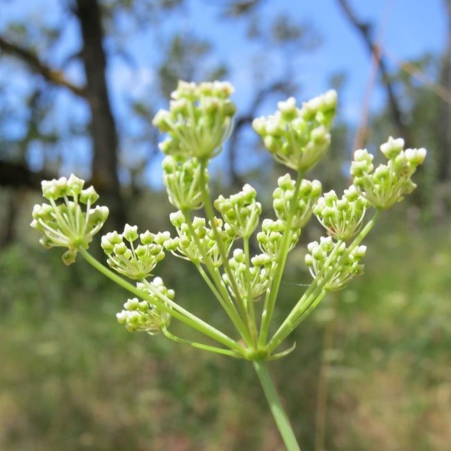 Oregon Yampah (Perideridia oregana) – Sparrowhawk Native Plants