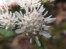 Load image into Gallery viewer, Macro, super close-up shot of the white and pink flowers of coltsfoot (Petasites frigidus).  One of approximately 200 species of Pacific Northwest native plants available at Sparrowhawk Native Plants, native plant nursery in Portland, Oregon.