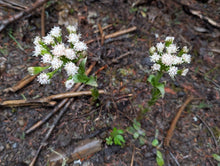 Load image into Gallery viewer, Close up of the white flowering stalk of coltsfoot (Petasites frigidus).  One of approximately 200 species of Pacific Northwest native plants available at Sparrowhawk Native Plants, native plant nursery in Portland, Oregon.
