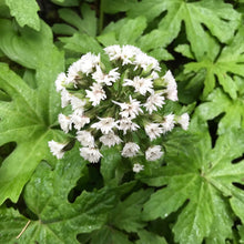 Load image into Gallery viewer, Close up of the white flowering stalk of coltsfoot (Petasites frigidus), surrounded by its large green leaves.  One of approximately 200 species of Pacific Northwest native plants available at Sparrowhawk Native Plants, native plant nursery in Portland, Oregon.