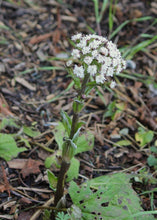 Load image into Gallery viewer, Close up of the white flowering stalk of coltsfoot (Petasites frigidus). One of approximately 200 species of Pacific Northwest native plants available at Sparrowhawk Native Plants, native plant nursery in Portland, Oregon.