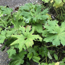 Load image into Gallery viewer, Large green leaves of coltsfoot (Petasites frigidus) starting to die back at the end of the growing season. One of approximately 200 species of Pacific Northwest native plants available at Sparrowhawk Native Plants, native plant nursery in Portland, Oregon.