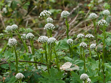 Load image into Gallery viewer, A flowering population of white flowering coltsfoot (Petasites frigidus) in the wild. One of approximately 200 species of Pacific Northwest native plants available at Sparrowhawk Native Plants, native plant nursery in Portland, Oregon.
