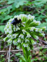 Load image into Gallery viewer, Close up of a bumblebee visiting the white flowers of coltsfoot (Petasites frigidus). One of approximately 200 species of Pacific Northwest native plants available at Sparrowhawk Native Plants, native plant nursery in Portland, Oregon.