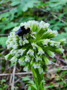 Close up of a bumblebee visiting the white flowers of coltsfoot (Petasites frigidus). One of approximately 200 species of Pacific Northwest native plants available at Sparrowhawk Native Plants, native plant nursery in Portland, Oregon.