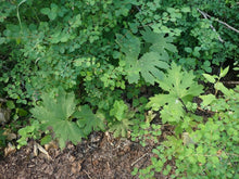 Load image into Gallery viewer, Large green leaves of coltsfoot (Petasites frigidus) with companions, in its native habitat. One of approximately 200 species of Pacific Northwest native plants available at Sparrowhawk Native Plants, native plant nursery in Portland, Oregon.