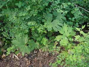 Large green leaves of coltsfoot (Petasites frigidus) with companions, in its native habitat. One of approximately 200 species of Pacific Northwest native plants available at Sparrowhawk Native Plants, native plant nursery in Portland, Oregon.