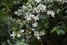 Load image into Gallery viewer, A branch laden with the fragrant white flowers of native Mock Orange shrub (Philadelphus lewisii). One of 100+ species of Pacific Northwest native plants available at Sparrowhawk Native Plants, Native Plant Nursery in Portland, Oregon.
