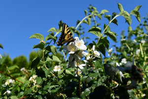 A tiger swallowtail butterfly lands on one of the fragrant white flowers of native mock orange shrub (Philadelphus lewisii). One of 100+ species of Pacific Northwest native plants available at Sparrowhawk Native Plants, Native Plant Nursery in Portland, Oregon.