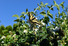 Load image into Gallery viewer, A tiger swallowtail butterfly lands on one of the fragrant white flowers of native mock orange shrub (Philadelphus lewisii). One of 100+ species of Pacific Northwest native plants available at Sparrowhawk Native Plants, Native Plant Nursery in Portland, Oregon.
