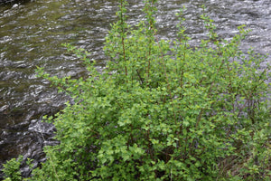 A mature pacific ninebark (Physocarpus capitatus) shrub growing alongside a small river. Another stunning Pacific Northwest native shrub available at Sparrowhawk Native Plants Nursery in Portland, Oregon.