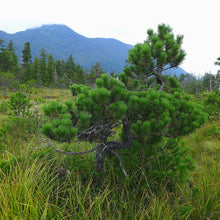 Load image into Gallery viewer, A small form shore pine (Pinus contorta ssp. contorta) in a wild bog. One of approximately 200 species of Pacific Northwest native plants available at Sparrowhawk Native Plants in Portland, Oregon. 