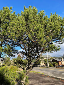 Mature form of shore pine (Pinus contorta ssp. contorta) in the urban environment. One of approximately 200 species of Pacific Northwest native plants available at Sparrowhawk Native Plants in Portland, Oregon. 