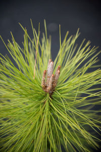 Close-up, top view of the needles on a young Ponderosa pine (Pinus ponderosa). One of the many Pacific Northwest native trees available at Sparrowhawk Native Plants, Native Plant Nursery in Portland, Oregon.