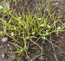 Load image into Gallery viewer, Flowering growth habitat of fragrant popcorn flower (Plagiobothrys figuratus). One of approximately 200 species of Pacific Northwest Native Plants available at Sparrowhawk Native Plants in Portland, Oregon