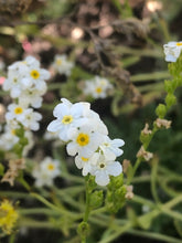 Load image into Gallery viewer, Close-up of many white and yellow fragrant popcorn flowers (Plagiobothrys figuratus). One of approximately 200 species of Pacific Northwest Native Plants available at Sparrowhawk Native Plants in Portland, Oregon