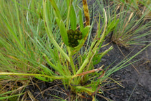 Load image into Gallery viewer, Close-up of the foliage and fruits of fragrant popcorn flowers (Plagiobothrys figuratus). One of approximately 200 species of Pacific Northwest Native Plants available at Sparrowhawk Native Plants in Portland, Oregon