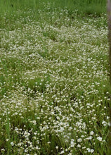 Load image into Gallery viewer, Fragrant Popcorn Flower (Seeds)