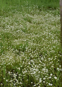 Fragrant Popcorn Flower (Seeds)