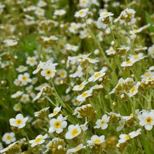 Load image into Gallery viewer, Close-up of many white and yellow fragrant popcorn flowers (Plagiobothrys figuratus). One of approximately 200 species of Pacific Northwest Native Plants available at Sparrowhawk Native Plants in Portland, Oregon