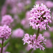 Load image into Gallery viewer, Close-up of Oregon native wildflower Plectritis congesta (Sea blush). Available at Sparrowhawk Native Plants Nursery in Portland, Oregon.