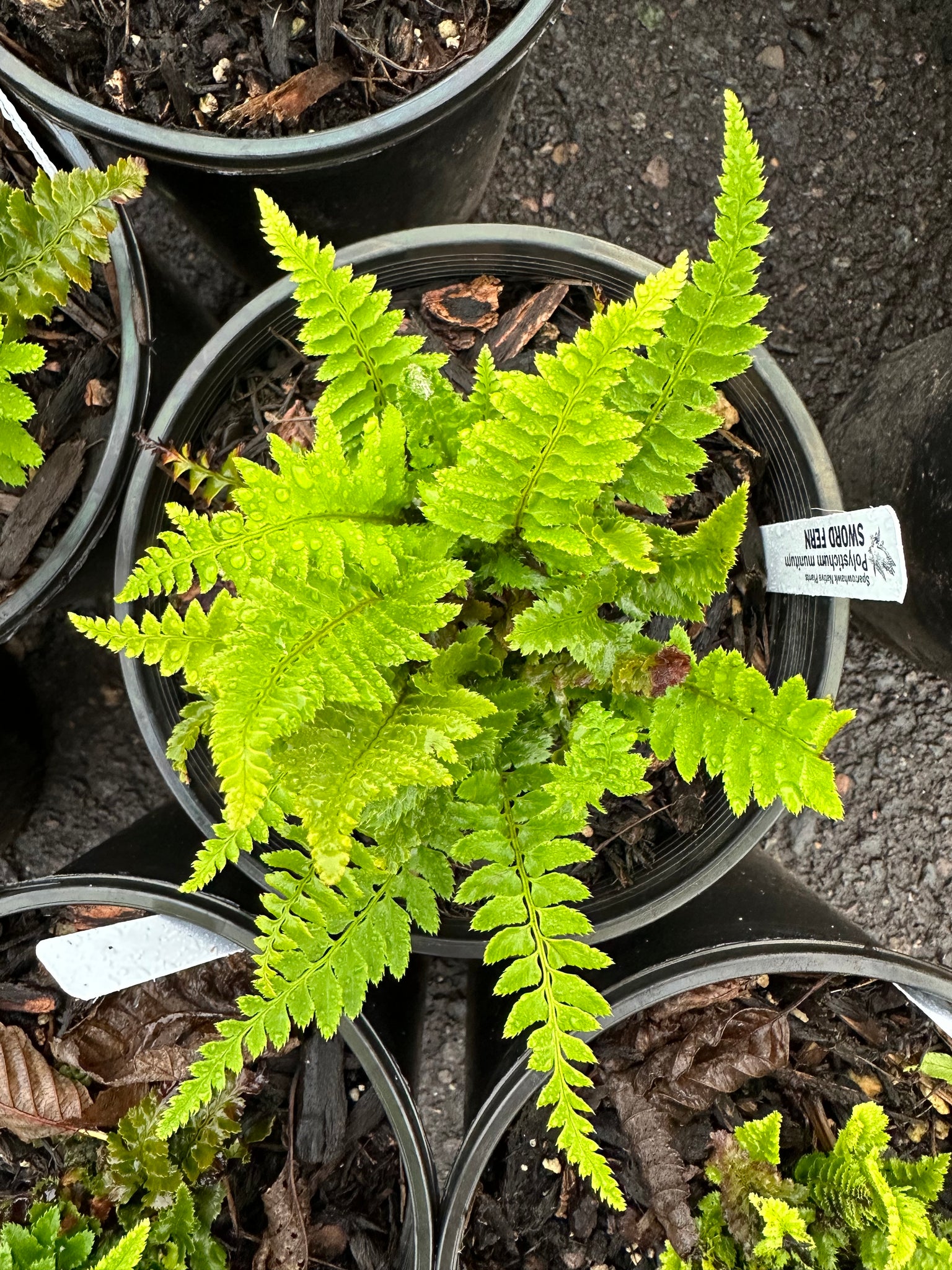 fern plant in pot Sword Fern – Sparrowhawk Native Plants