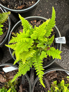 One gallon pot of sword fern (Polystichum munitum). One of 100+ Pacific Northwest native plants available at Sparrowhawk Native Plants in Portland, Oregon
