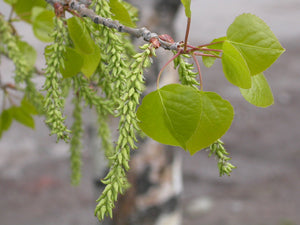 Catkin flowers of quaking aspen (Populus tremuloides). Another species on Pacific Northwest native tree available at Sparrowhawk Native Plants, native plant nursery, in Portland, Oregon.