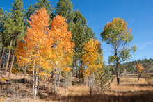 Load image into Gallery viewer, A wild grove of quaking aspen (Populus tremuloides) with gorgeous fall colors. Another species on Pacific Northwest native tree available at Sparrowhawk Native Plants, native plant nursery, in Portland, Oregon.